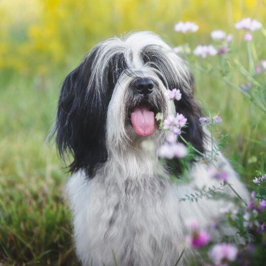 Tibetan Terrier Dog Breed Information Purina